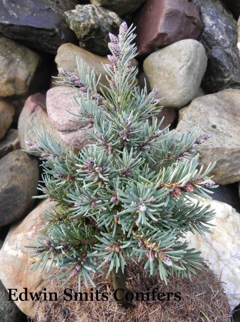 Pseudotsuga menziesii var. glauca 'Dandy Doug'